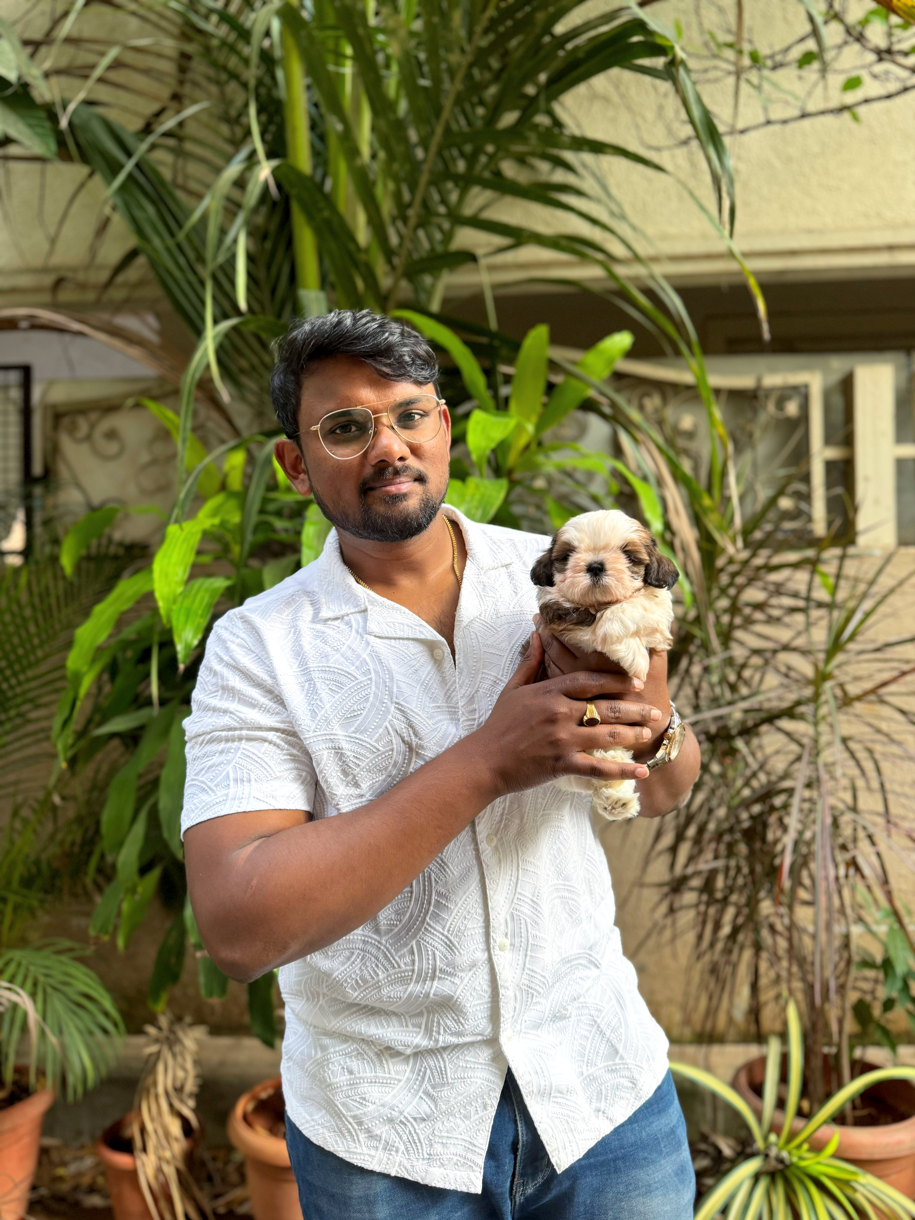 With toy poodle and shih tzu