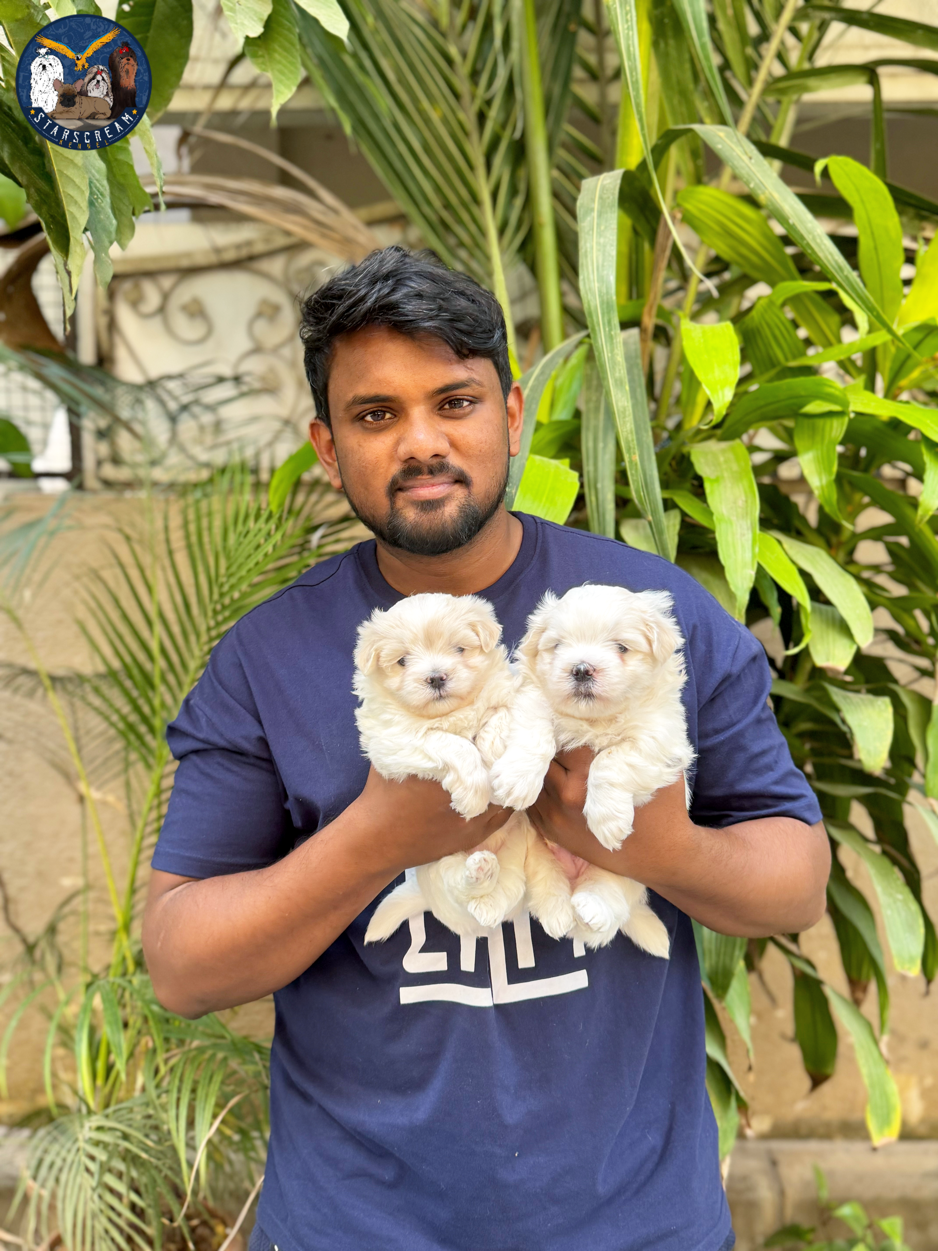 With toy poodle and shih tzu