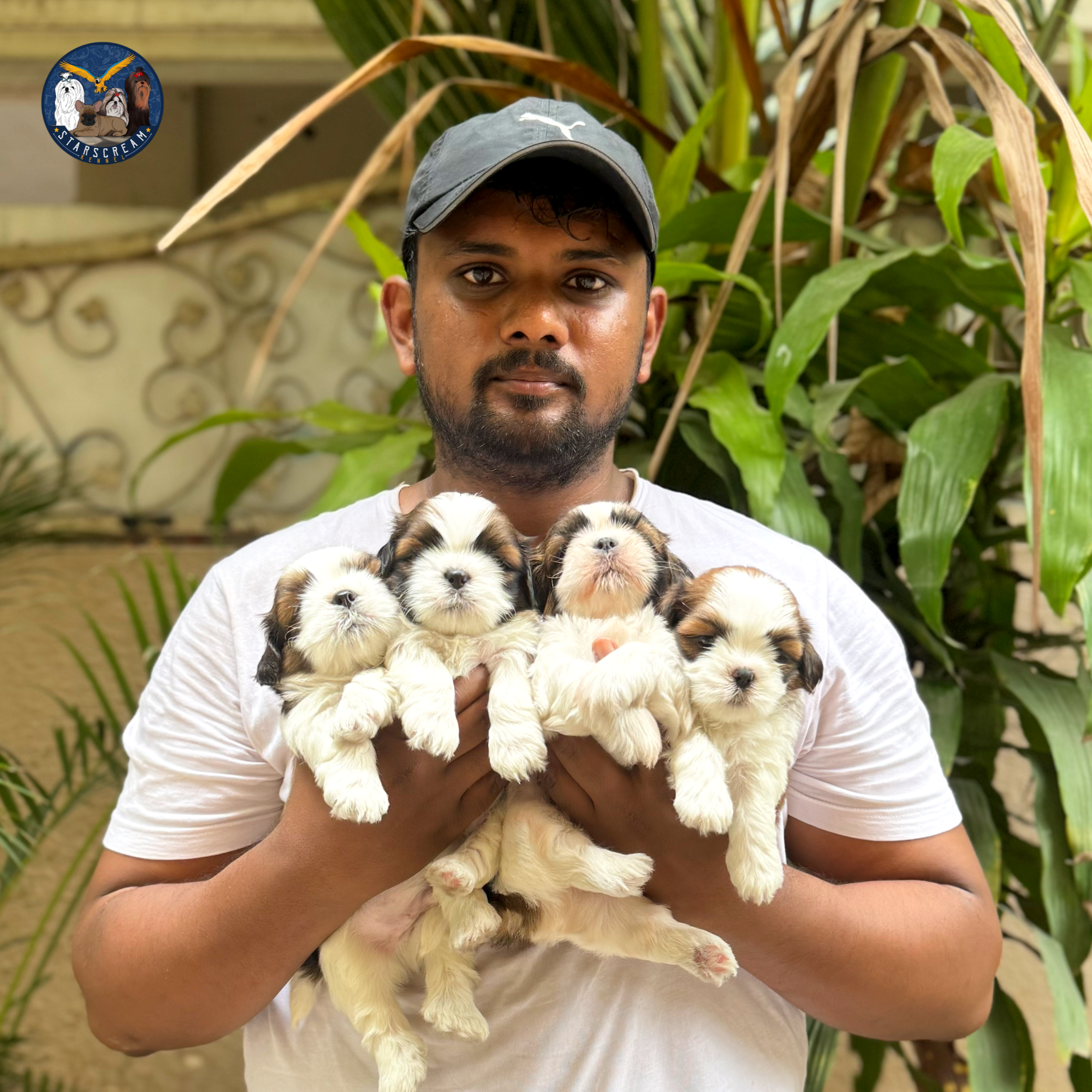 With toy poodle and shih tzu