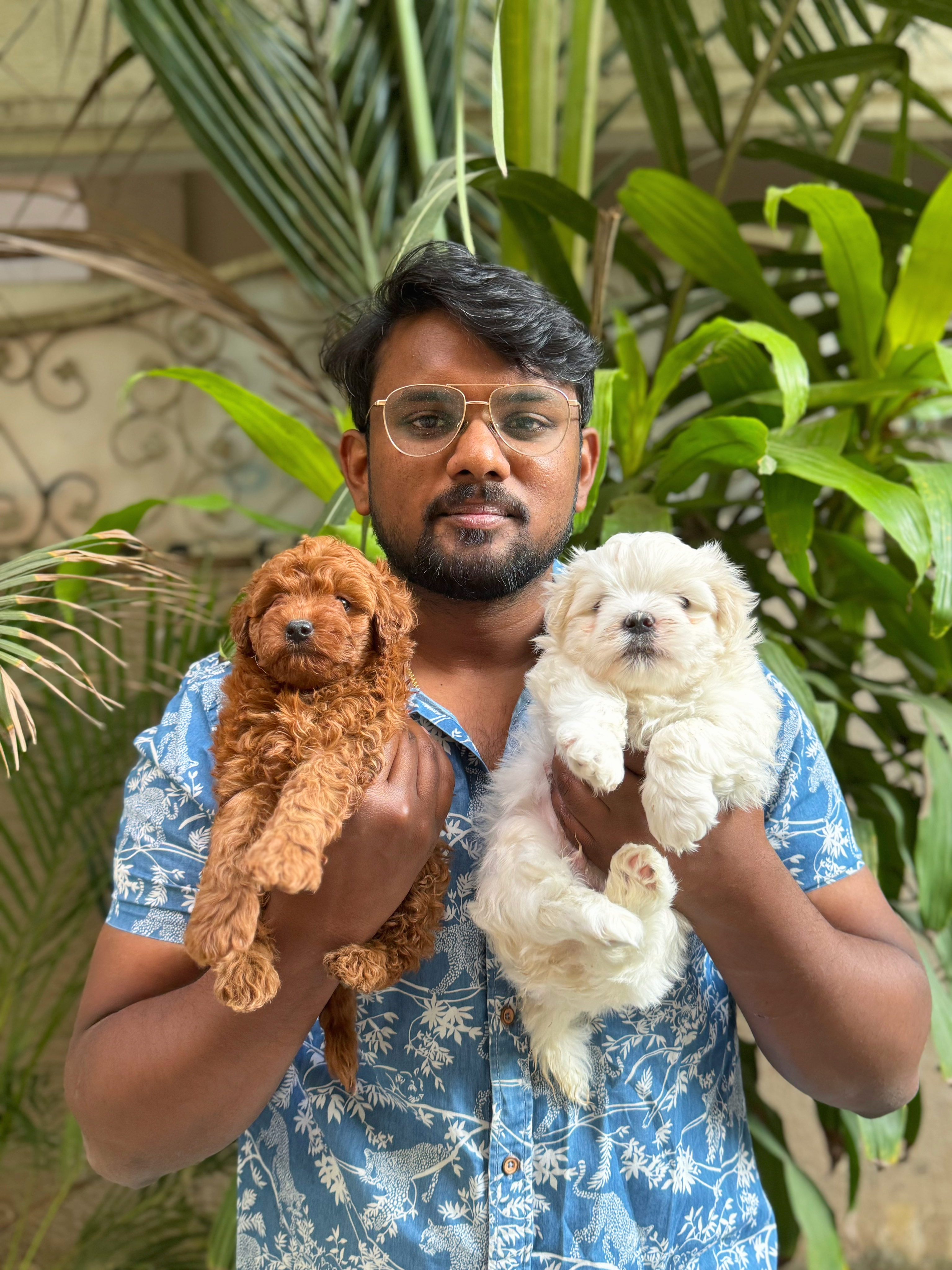 With toy poodle and shih tzu