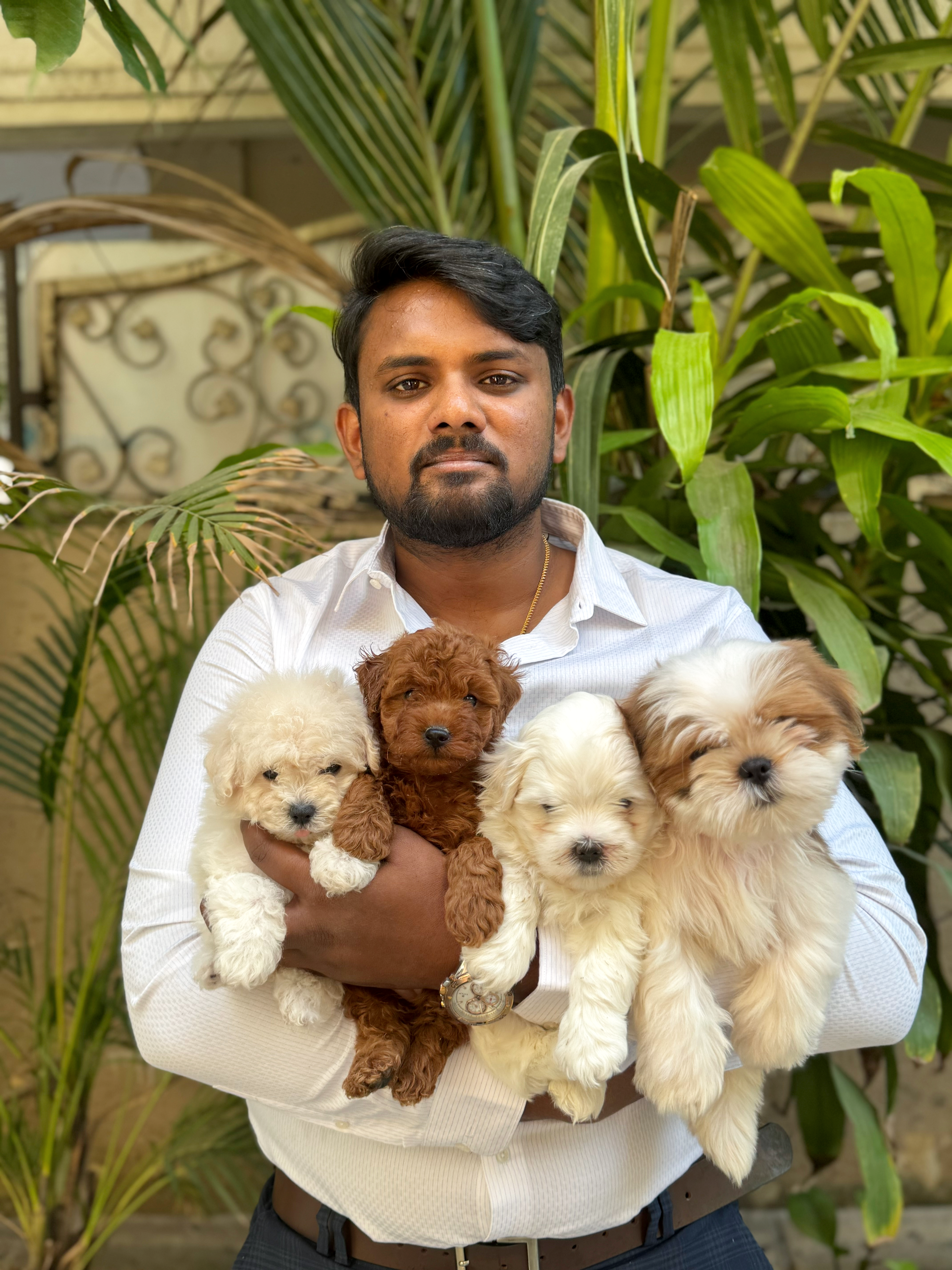 With toy poodle and shih tzu