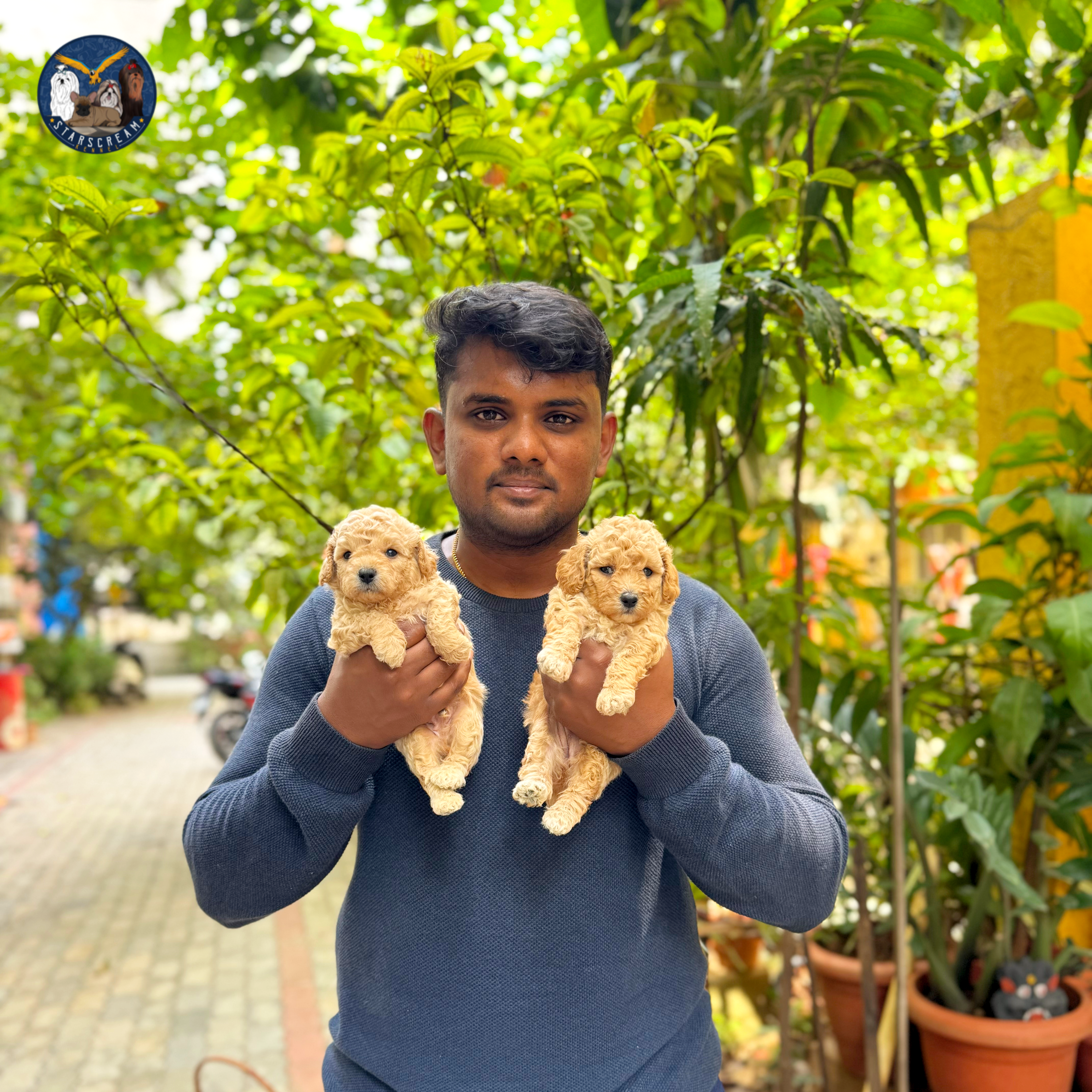 With toy poodle and shih tzu