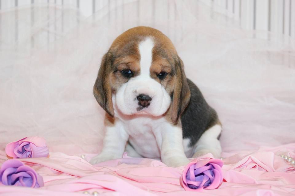 Beagle