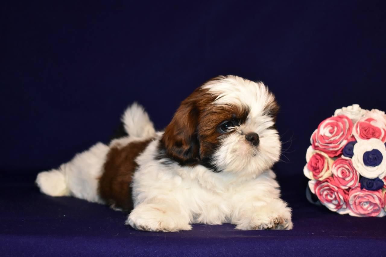 Shih Tzu