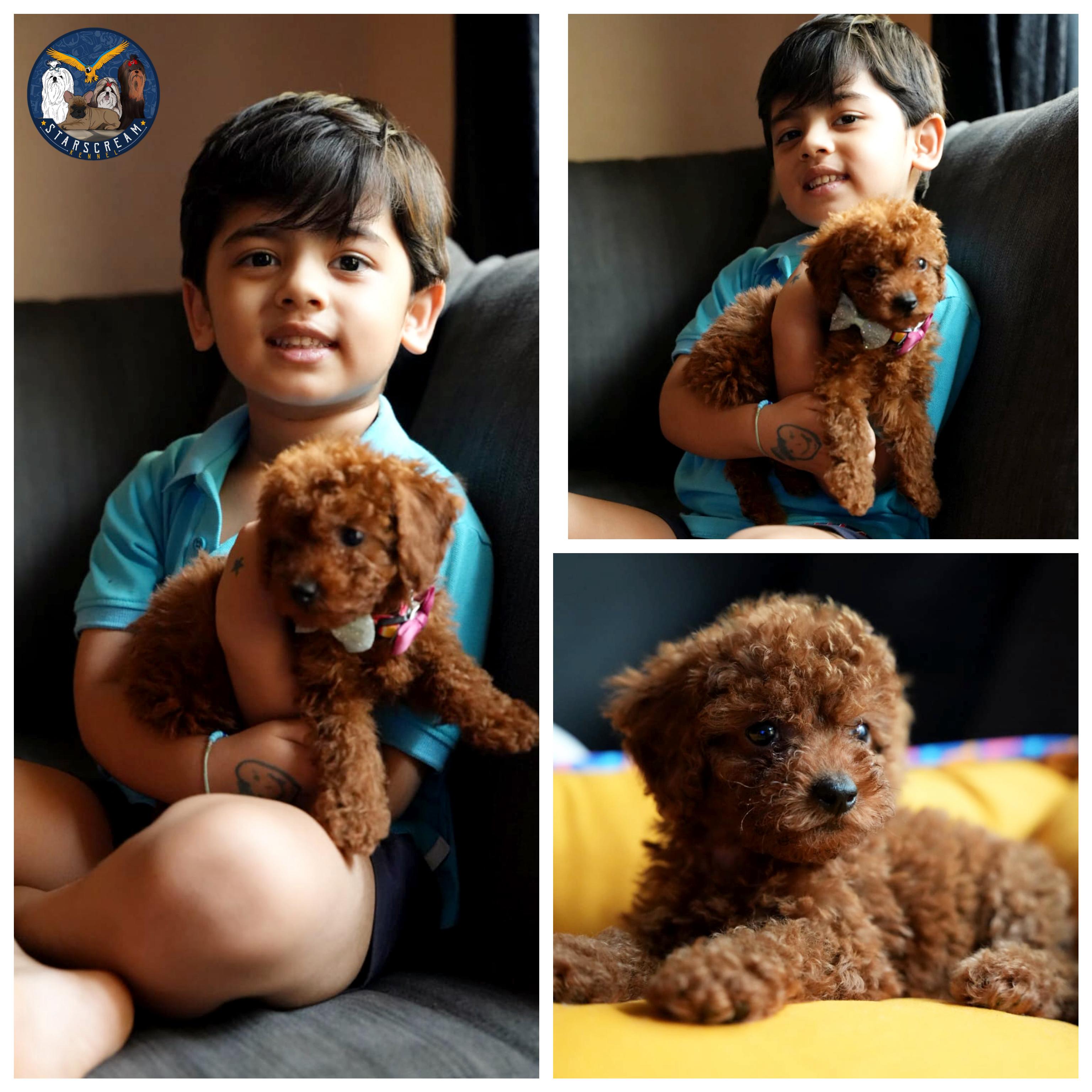 with Poodle