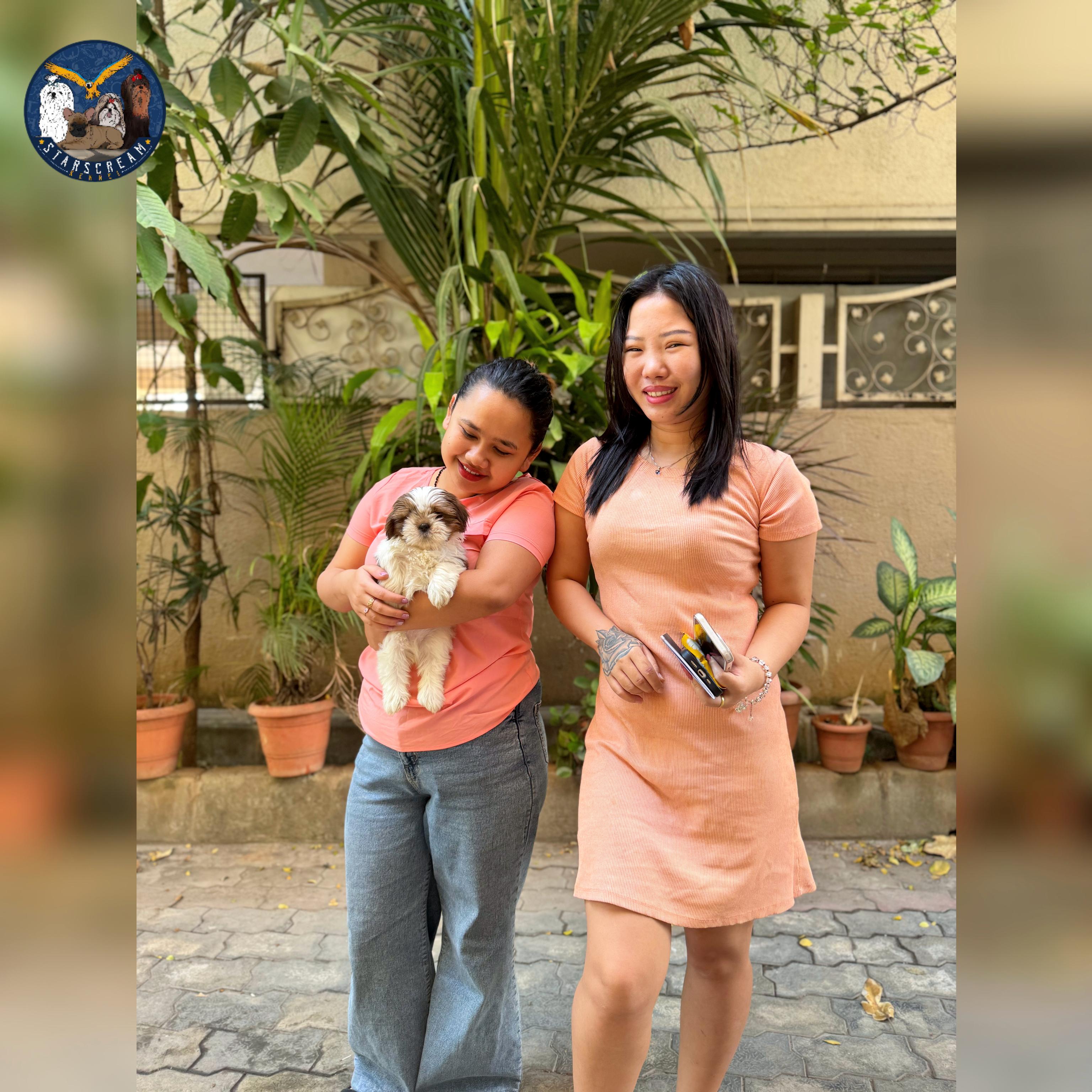 with Shih Tzu
