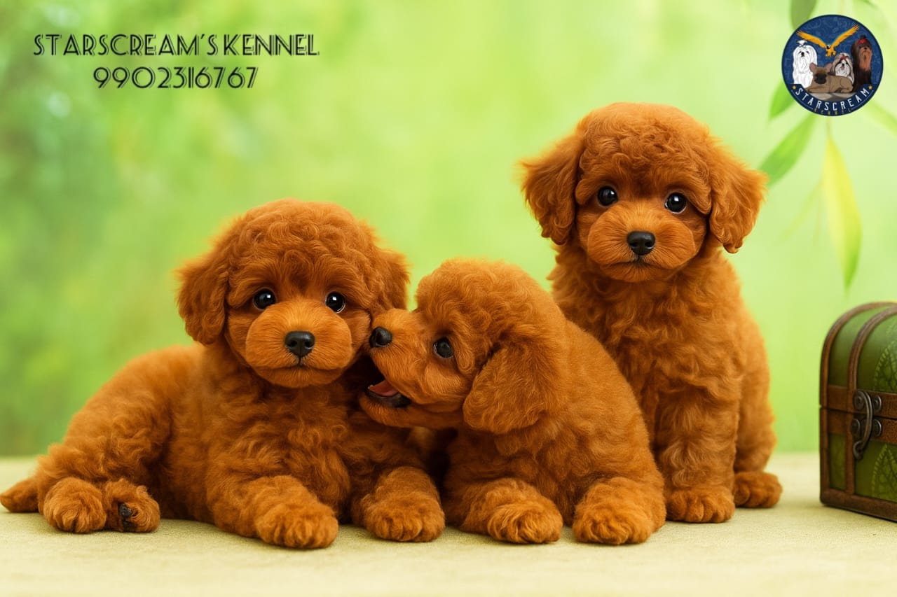 Leo - Maltipoo photo 2